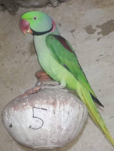 Kashmir raw paroot My WhatsApp number 0323.88. 11.932for sale