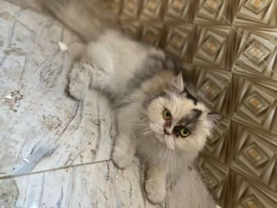 persain cat female