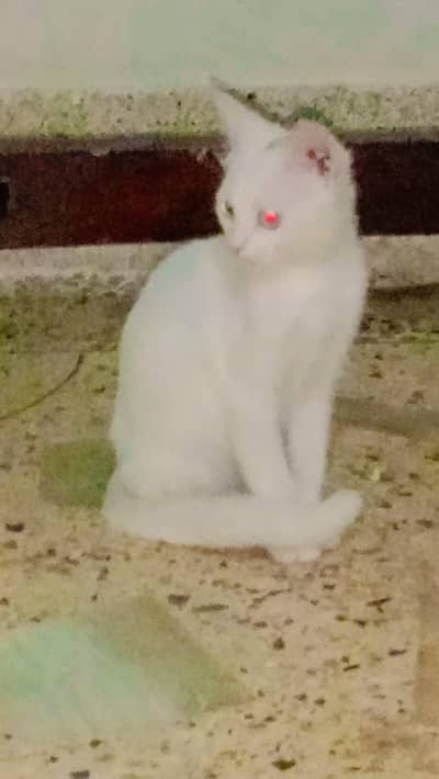 Persian kitten| single coated |Fluffy Kitten | Doll face kittens |2cot