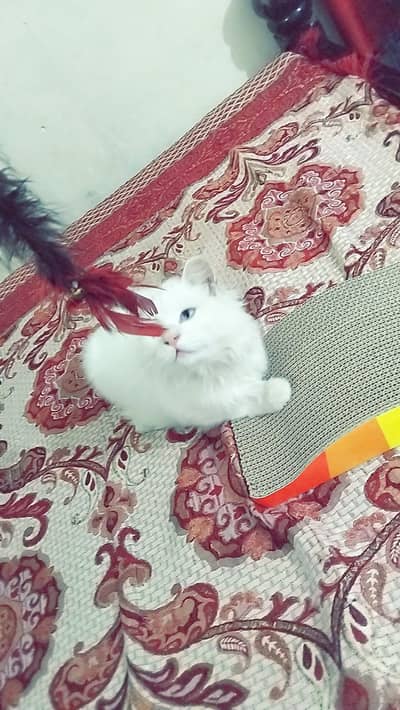 odd oyes kitten triple coad Persian male 03190496148