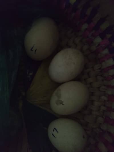 fertile  eggs