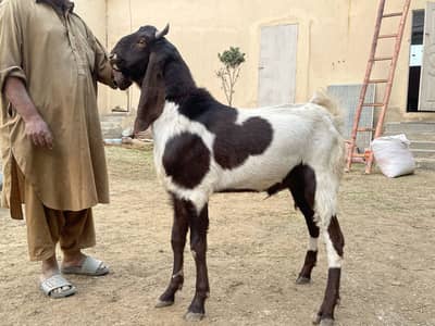 Kamori Bakra Healthy Tall