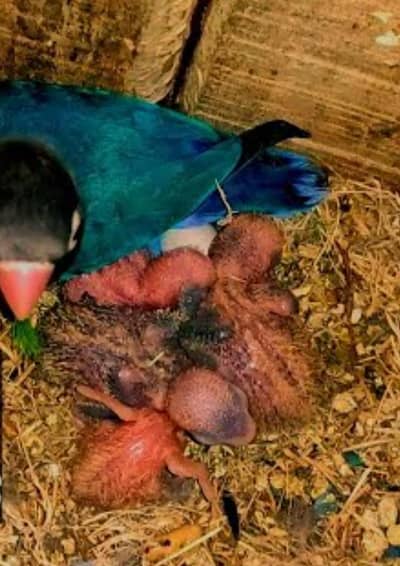 love bird black mask  + cage + box