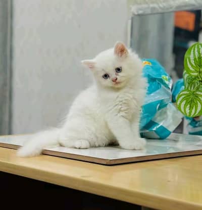 Persian cat 2 month age My WhatsApp number 0323.88. 11.932for sale