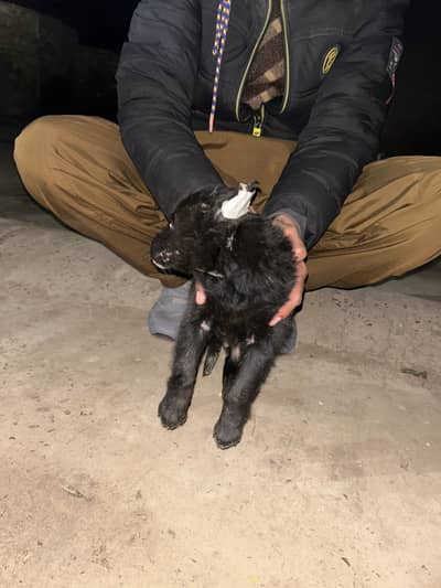 garman shaft dog long coat puppy 35k