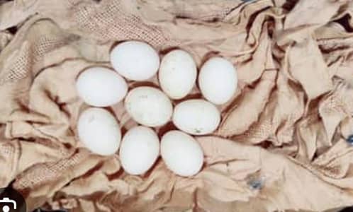 Desi fertile eggs