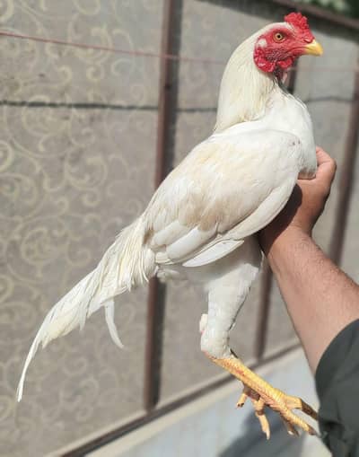 HEERA MURGA FOR SALE