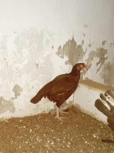 Mianwali aseel murgi