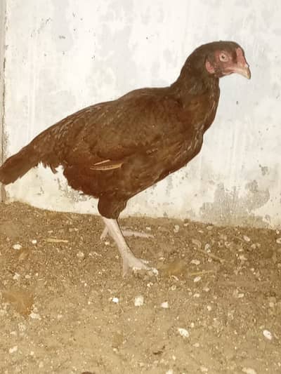 Mianwali aseel murgi