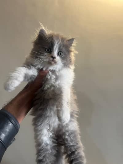 Pair of bi color Persian kittens