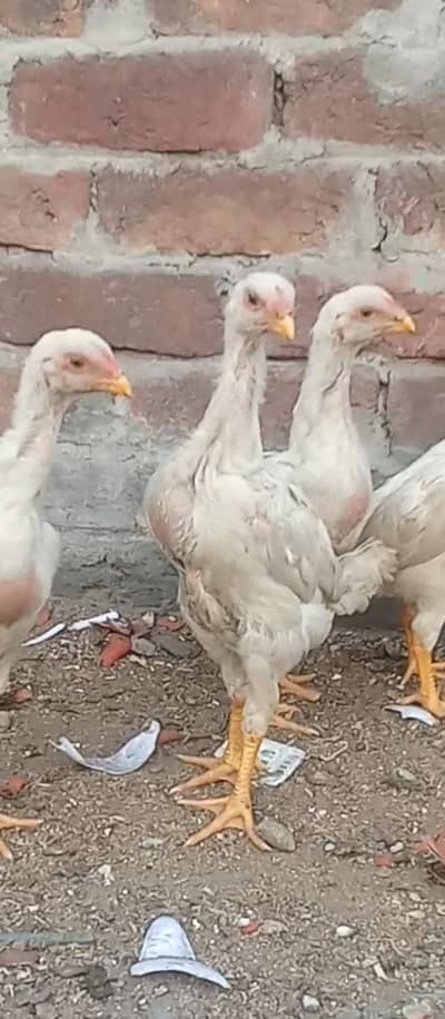 buht peyary bche h shamo age3 manths