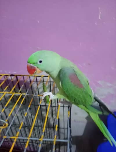 Kashmir raw paroot My WhatsApp number 0323.88. 11.932 for sale