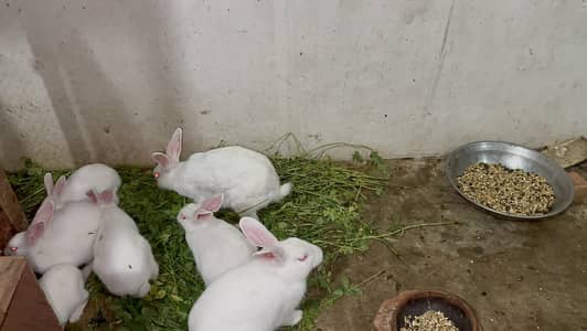 White Red Eye Rabbits