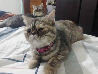 Male and female for sale