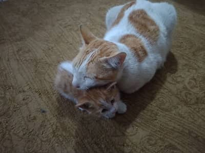 cute cats baby twins