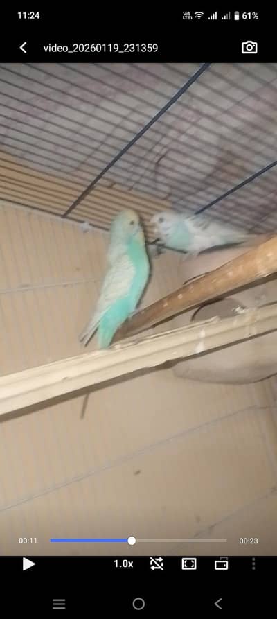 I am selling my buggies king size pair with egg