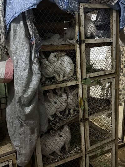 Rabbits For Sale (pair/single piece)