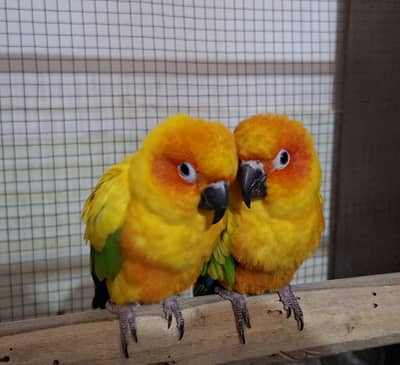 Sun conure pair