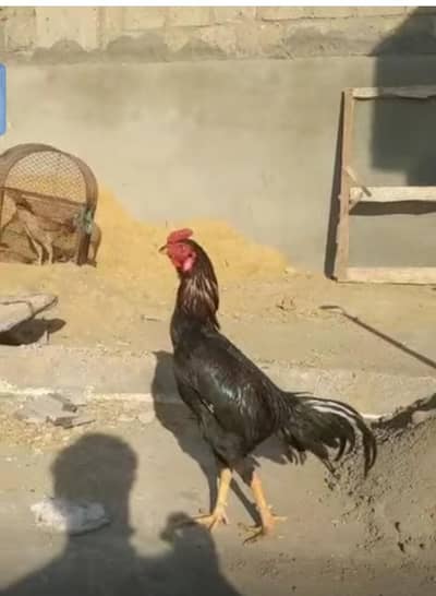 contact only Whatsapp 03123543634