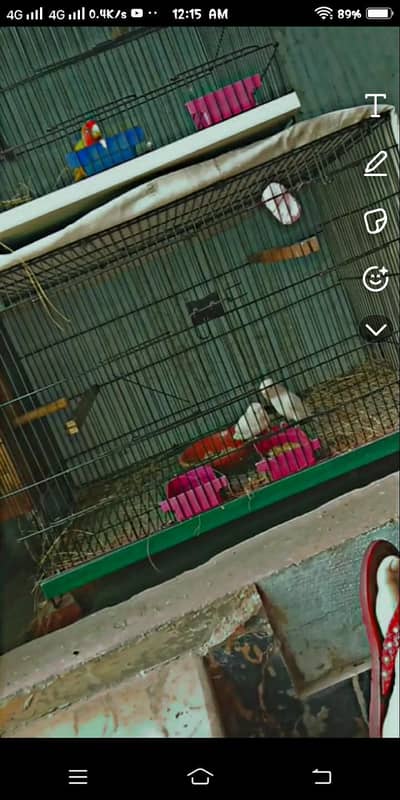 Parrots and birds Cage