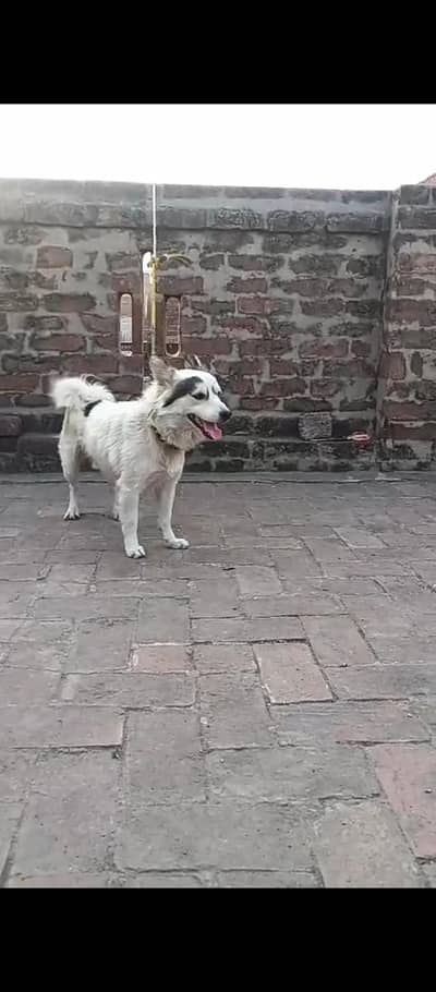 Russian Breeder Piar zero size