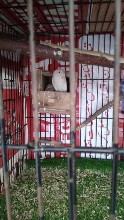 albino black eye breader female nail tail flying all ok