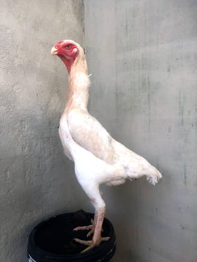 white o shamo female