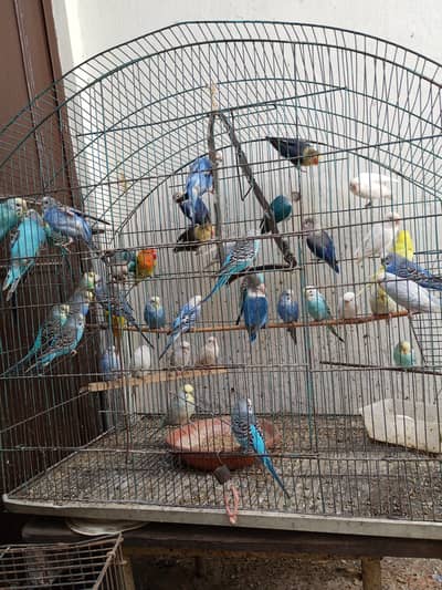 Just love birds available for sale or exchange hogo birds