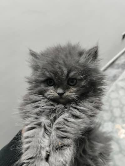 Persian kitten home breed