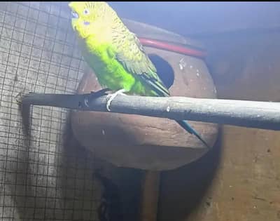 bw split bf breeder male