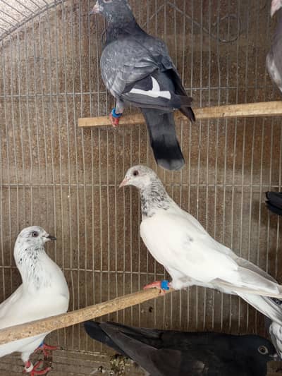 Kabli Kabootar | High Flyer Home breed