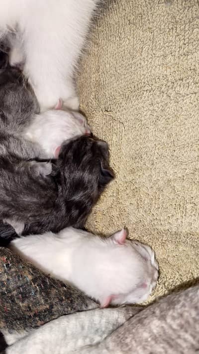 white Persian kitten for sale.