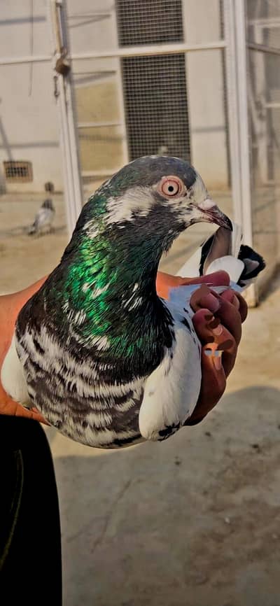 Baby pigeons available