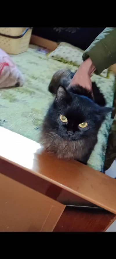 Persian Breeder Male Cat