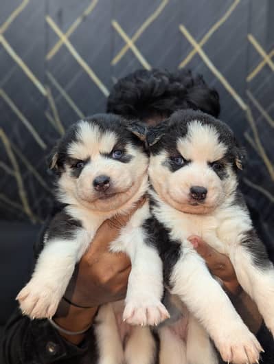 husky puppies