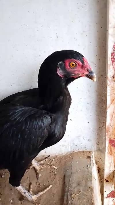 Aseel lasani mushka madi