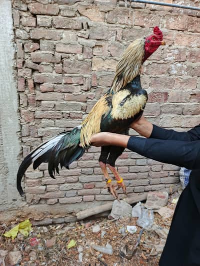 jageeri jawa murga for sale