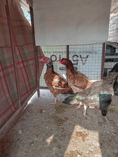 pure Aseel mianwali hens available high Quality females