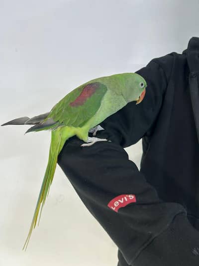 Raw/Kashmiri/Pahari hand tame 03190150180