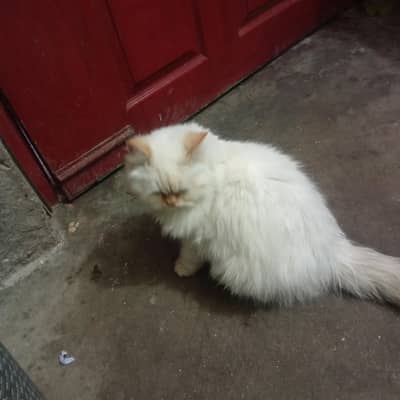 Adult Female Cat (1 Year Old) Ready for Breeding – For Sale 40,000 PKR