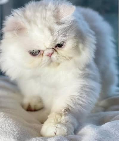 pike face female available