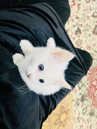 2 months old persian kitten fully trained