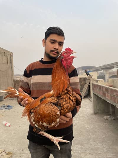 Aseel parmoz breed  high quilty murga