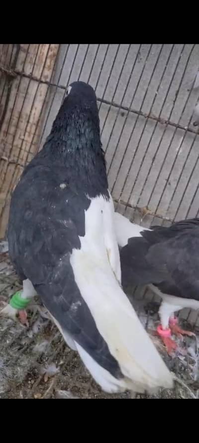 Breader pair for sale