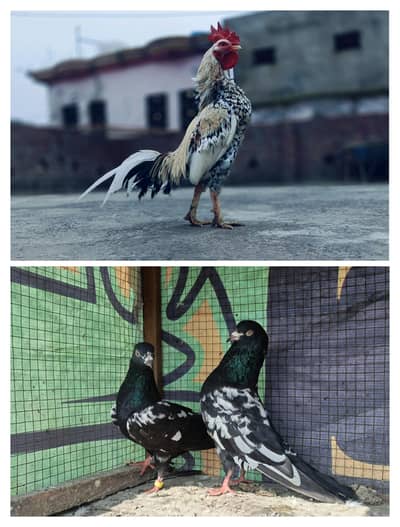 mianwali pur aseel bengum  or pigeon03206380320