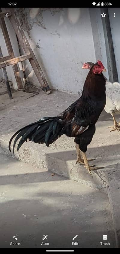 Breader male for sale