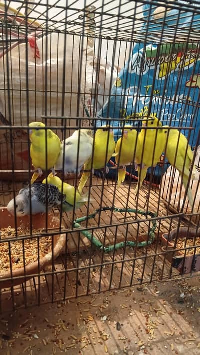 Australian pair for sale  30 peace hai 400