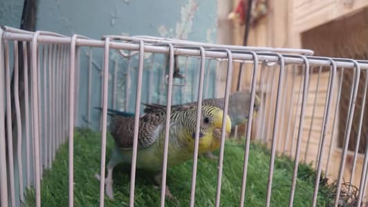 Blackwing to possible split Blackwing pair