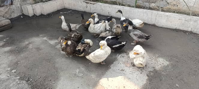 Desi Ducks