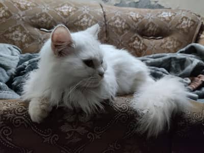 Pure Persian Triple coated Male kitten for sale at affordable price!!